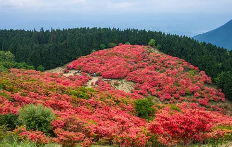 葛城山のツツジ